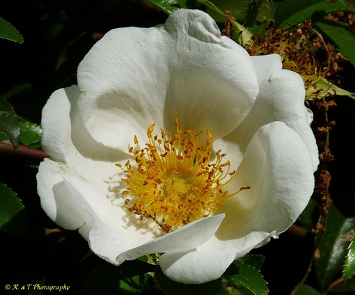 {Rosa laevigata}